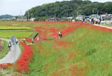 矢勝川の彼岸花