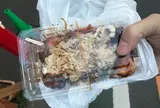 花たこ