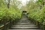 明月院（あじさい寺）