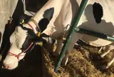 カントリーファーマーズ 藤田牧場