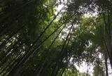 報国寺（竹寺）