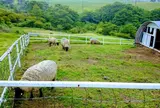 日光霧降高原大笹牧場