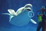 しまね海洋館アクアス