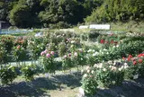 黒川ダリア園