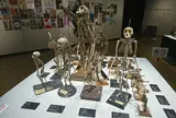 京都大学総合博物館