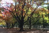 円山公園