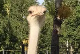 円山動物園
