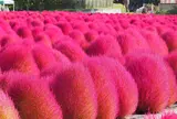 猪苗代ハーブ園