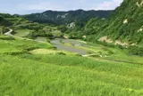 四ケ村の棚田