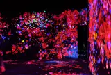 デジタルアート ミュージアム（MORI Building Digital Art Museum: EPSON teamLab Borderless）