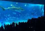 沖縄美ら海水族館