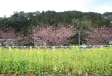 河津桜並木&菜の花ロード