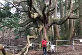 高森殿の杉