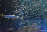 海遊館