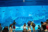マリーン・ライフ・パーク（シー・アクアリウム）