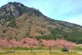 河津桜