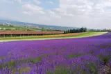 ファーム富田