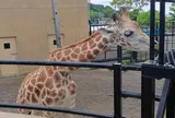 旭川市旭山動物園