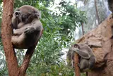 WILD LIFE Sydney Zoo（ワイルドライフ・シドニー動物園）