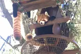 旭川市旭山動物園