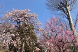 羽根木公園