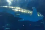 いおワールド かごしま水族館