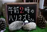 午前２時のハリネズミさん