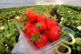 あすかいちご狩りパーク