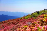 大和葛城山自然ツツジ園