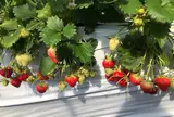 あすかいちご狩りパーク