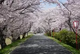 宮川堤の桜