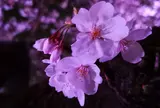 千鳥ヶ淵