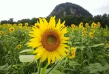 大岩フラワーガーデン