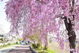 日中線のしだれ桜