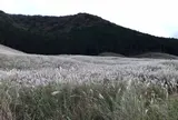仙石原すすき草原
