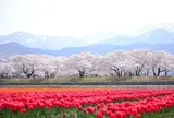 あさひ舟川「春の四重奏」