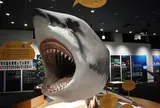 気仙沼シャークミュージアム