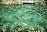 モネの池（名もなき池）