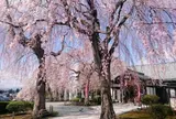 宮沢賢治墓所【日蓮宗 身照寺】