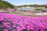 芝桜公園
