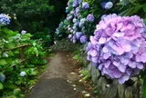 あじさい公園