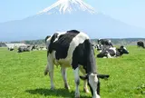朝霧高原