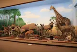 滋賀サファリ博物館