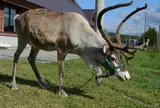 トナカイ観光牧場
