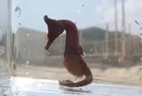 シークロップダイビングスクール