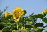 7月　ひまわりガーデン武蔵村