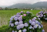 開成あじさいの里