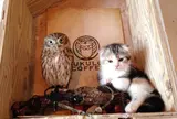 フクロウコーヒー