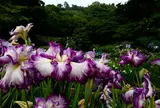 卯辰山花菖蒲園