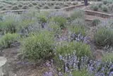 大石公園